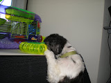 He wishes he could chew through the plastic.  Kobito might be a tasty snack.