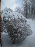 Snowy bush!