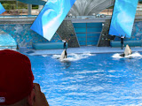 Don't you love it when the camera focuses on the person in front of you instead of the two synchronized whales?
