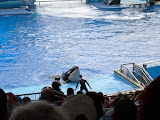 Orca coming up to be petted.