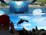 Orca jumping.