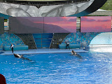 More synchronized orcas.