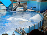 More of the orcas.