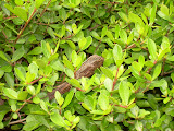 Little camouflaged gecko.