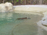 Another turtle.