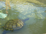 I think this one is missing part of a flipper, I can't remember.