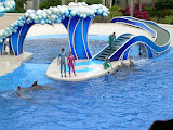 Now the dolphins are pushing him to safety.