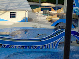 Dolphins relaxing in the back tank while the "birds" were flying around.