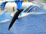 Back flip.