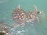 More turtles, there are going to be quite a few.