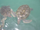 They were quite interesting to watch in person.