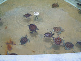 Who would've thought that there would be baby turtles at the turtle farm?
