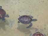 I think these guys were less than a year old.