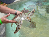 Chase picking up one of the bigger baby turtles.