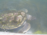More of the sea turtles.