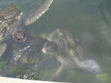 Grand Cayman 054.JPG