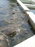 Grand Cayman 069.JPG