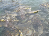 Grand Cayman 070.JPG