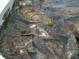 More turtles.