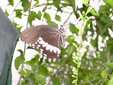 Another close up of a butterfly