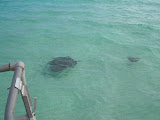 More stingrays