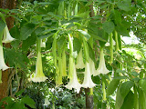 Some hanging flowers.