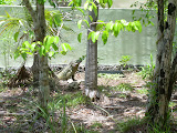 There you go, big iguana stretch.