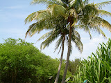 Ok, so I got a little carried away taking pictures of palm trees.
