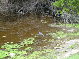Heron in the lake.