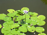 Water lily