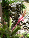 Another interesting plant.