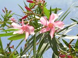 Pretty pink flowers.