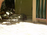 Another wild iguana, this one is next to the house for the birds as seen earlier.