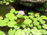 Another water lily picture.