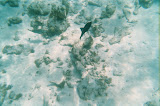 More of the fish. These pictures don't do this justice.