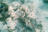 A bunch of fish.