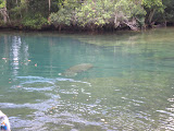 Manatee swimming away.