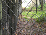 Cougar laser sights ON