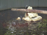 River otters
