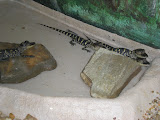 Baby alligators, aww how cute