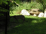 Another one of the giant kitty