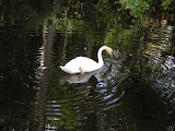 Swan