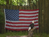 Classic shot of the eagle in front of the flag from the park.