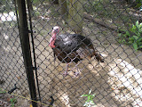 Distant cousin of the Hokie Bird