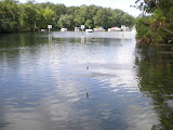 Not sure if I was getting a picture of a manatee or a fish.