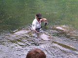 3 manatees and 1 man