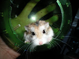 Oh Hai!  I haz green ball!