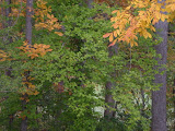 Through these tress is a little protected pond.