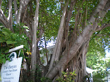 Giant banyan tree that spanned 3 different yards.