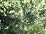 Giant spider out back at Mom and Dad A's.